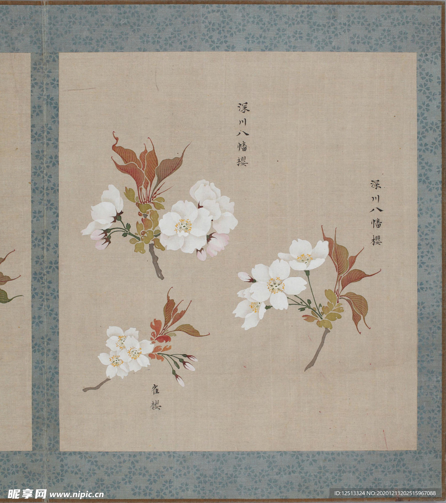 樱花
