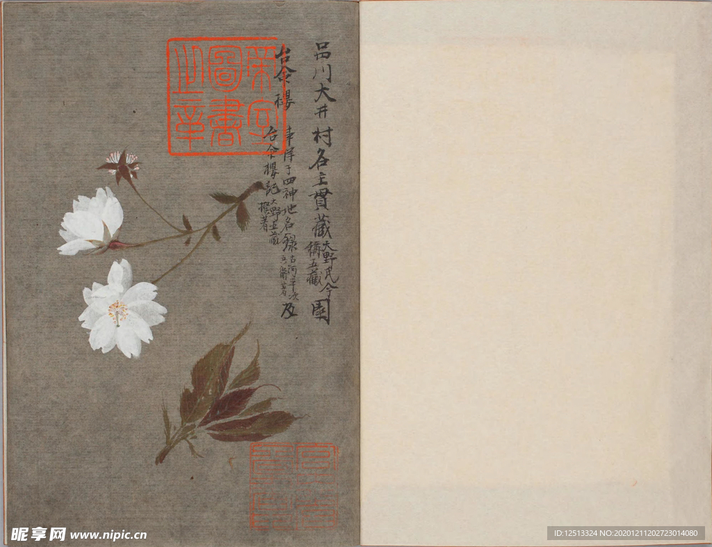 樱花