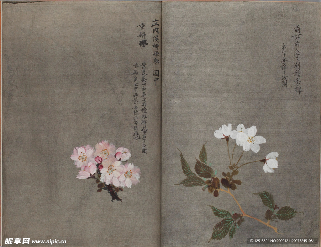 樱花