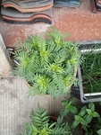花卉
