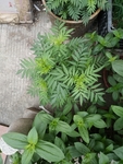 花卉