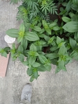 花卉
