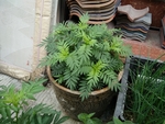 花卉