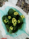 花卉