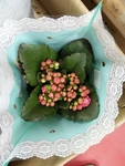 花卉