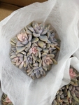 花卉