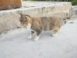 宠物猫