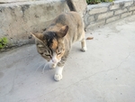 宠物猫