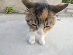 宠物猫