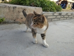 宠物猫