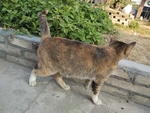宠物猫