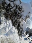 大雪