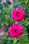 玫瑰花