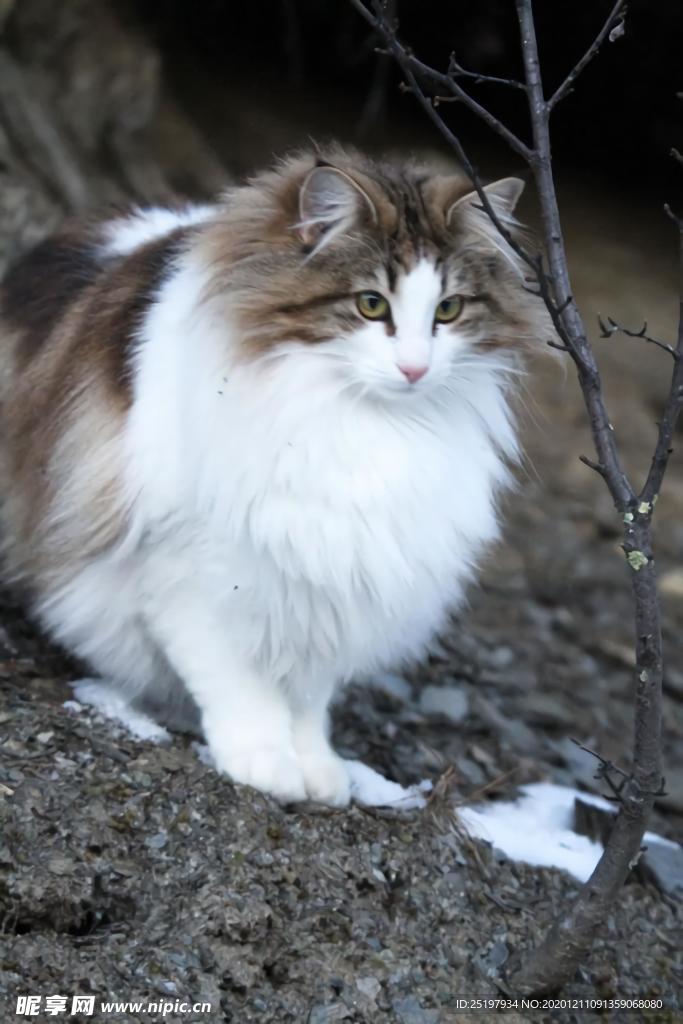 猫