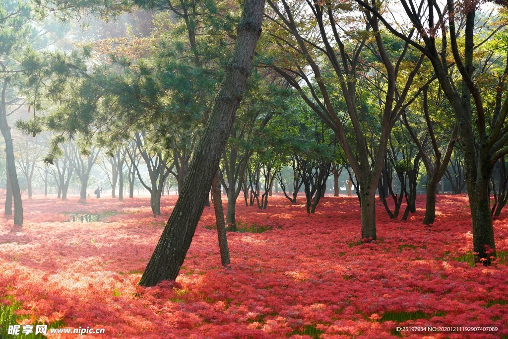 风景