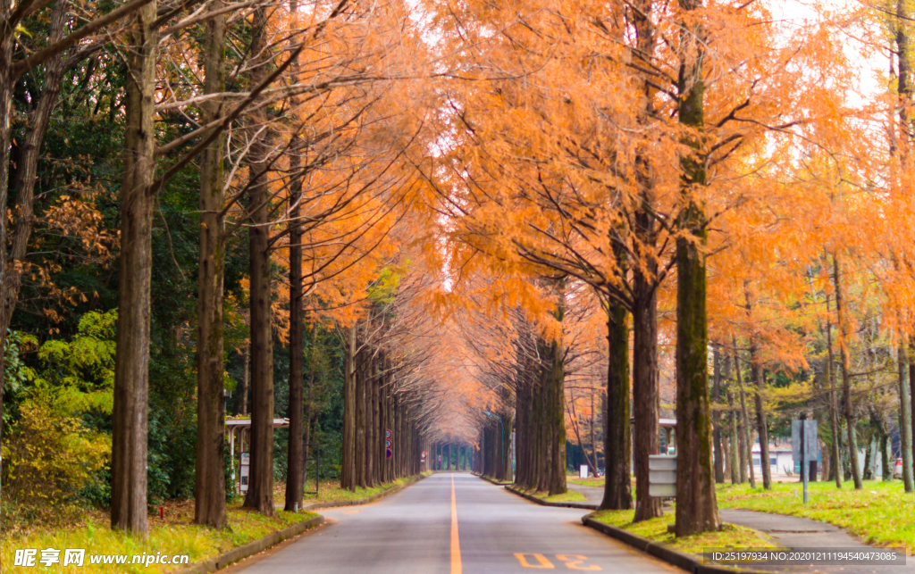 秋景