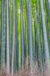 竹林