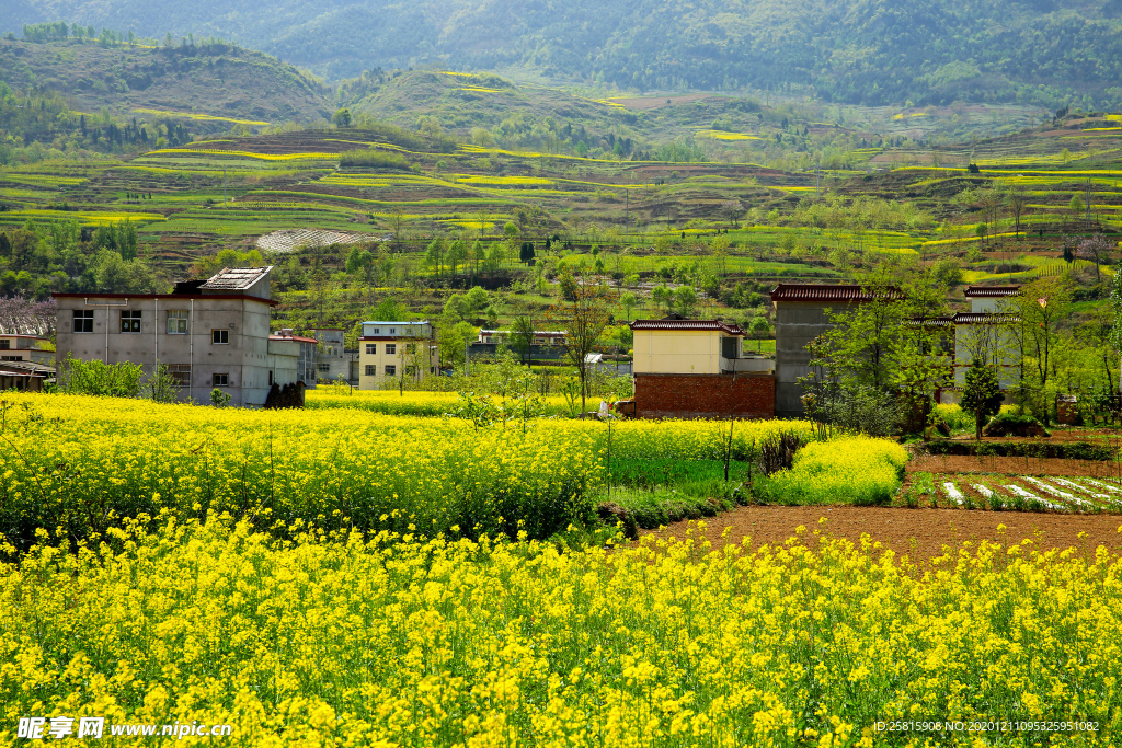 陇南油菜花