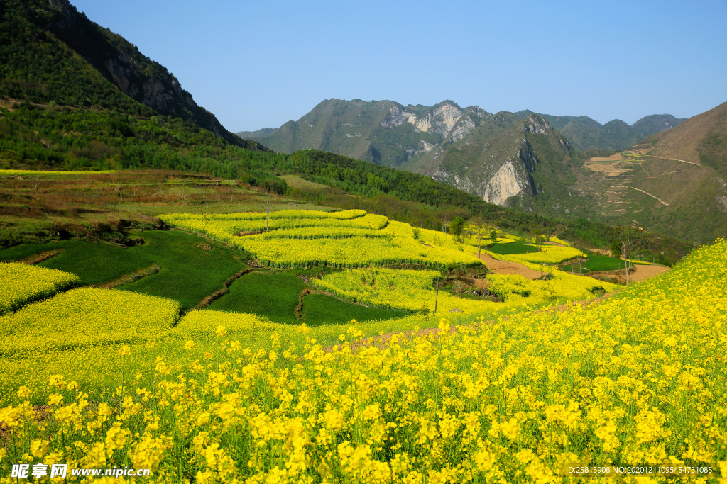 陇南油菜花