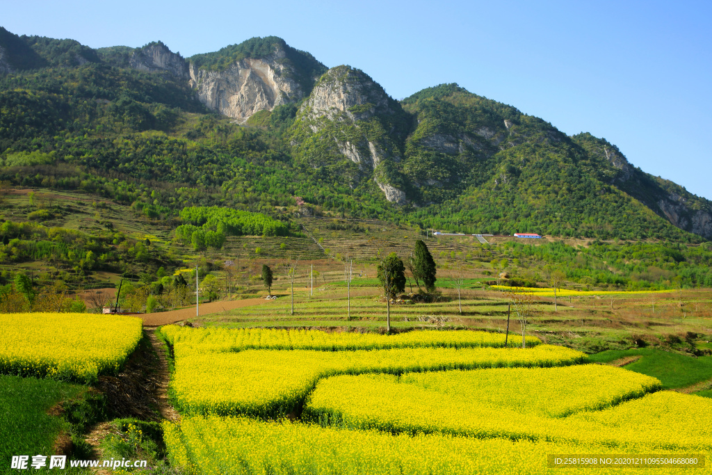 陇南油菜花