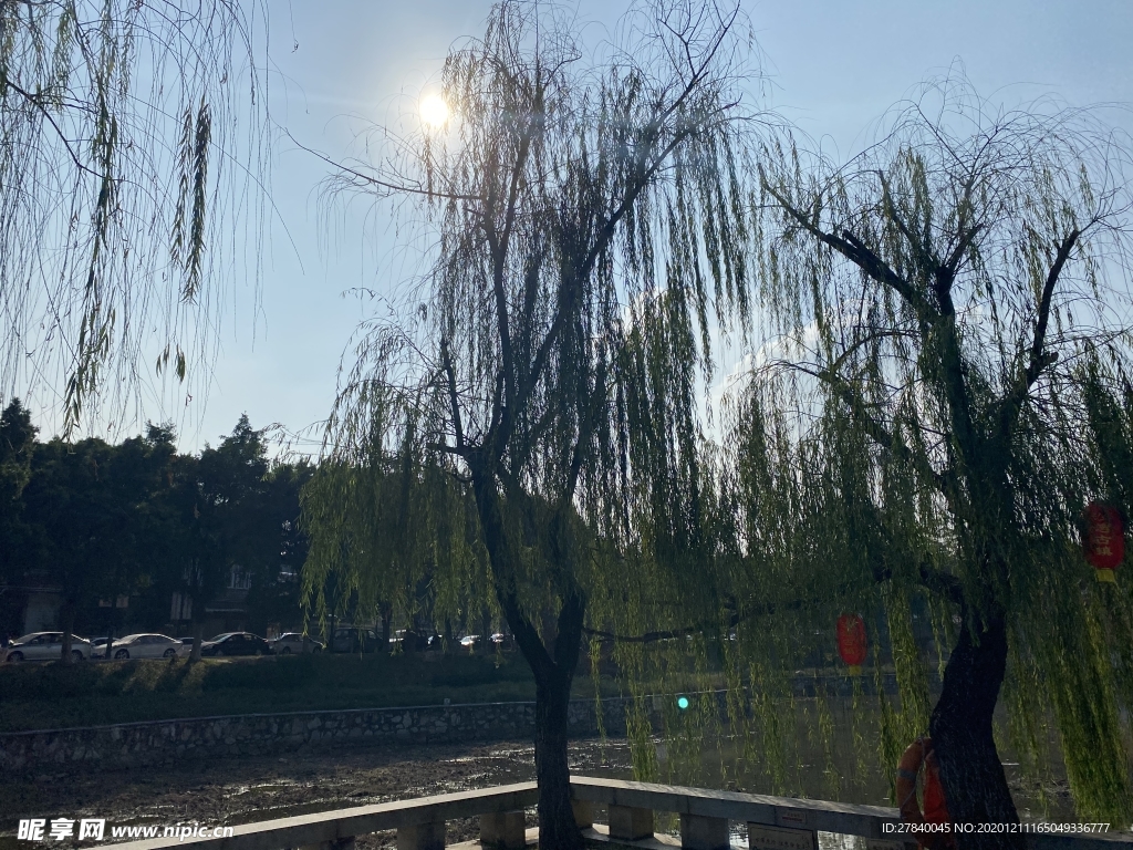 柳树