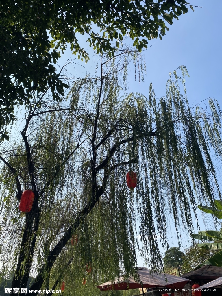 柳树