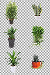 植物盆栽