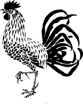 鸡