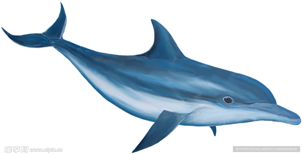 海豚