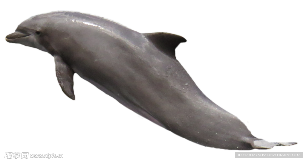 海豚