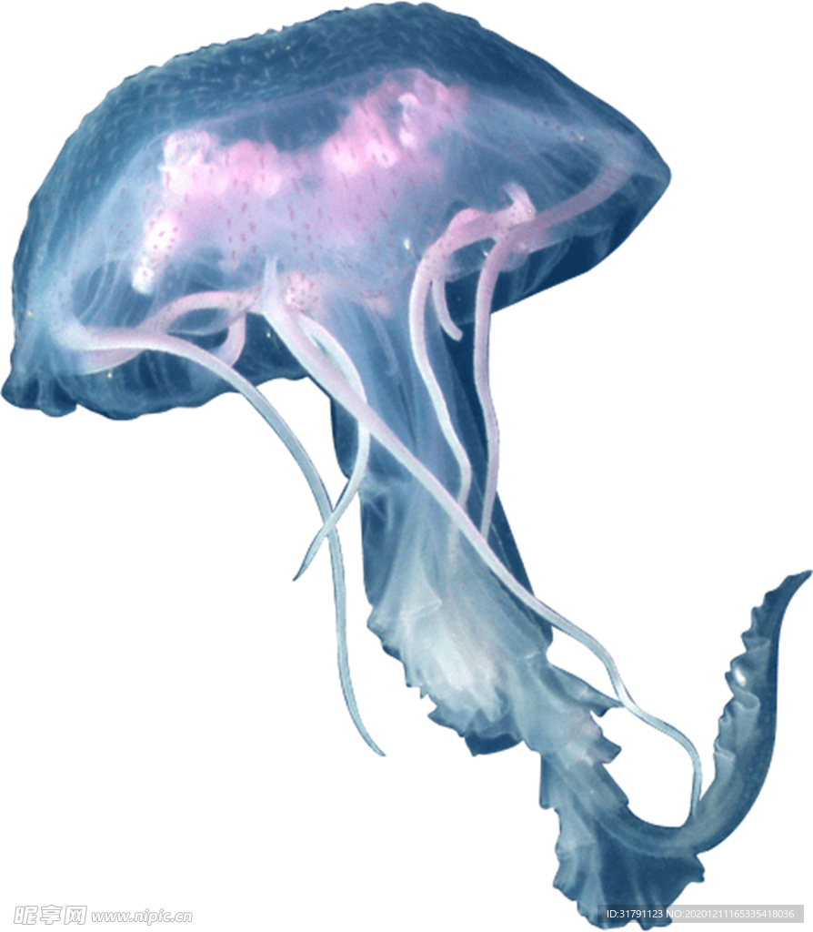 水母