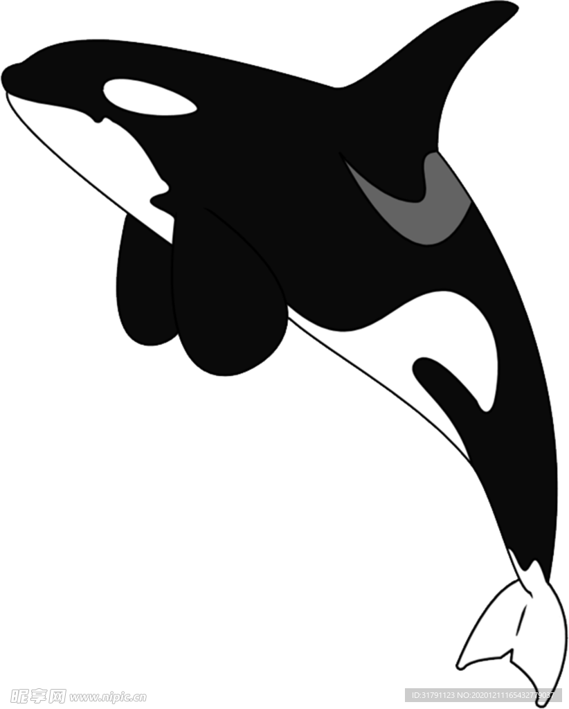 鲸鱼