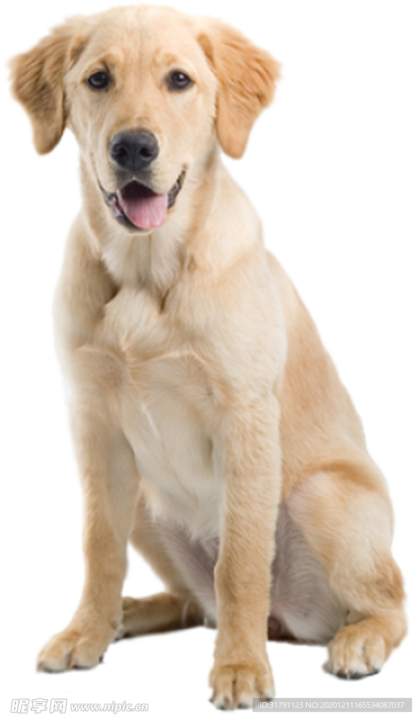 狗