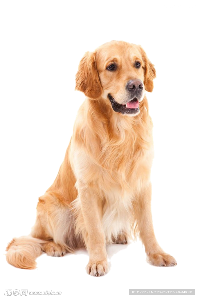 狗