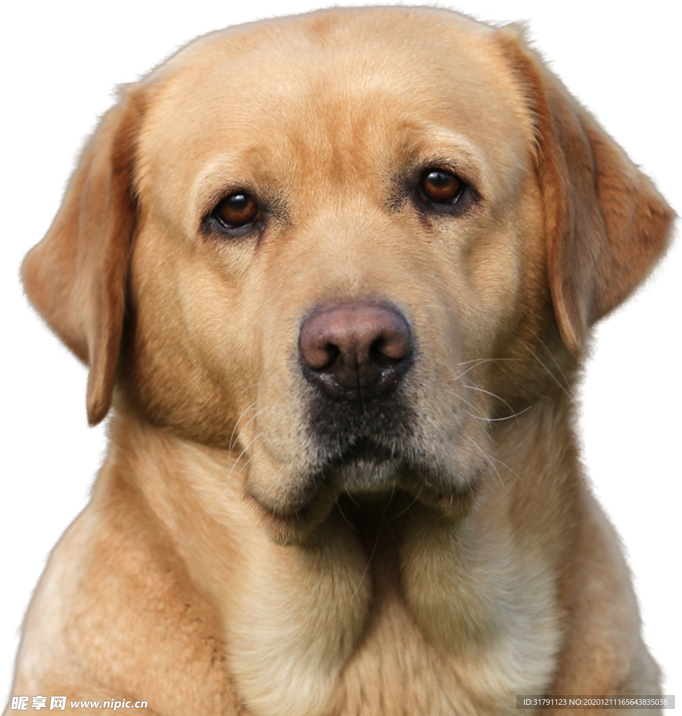 狗