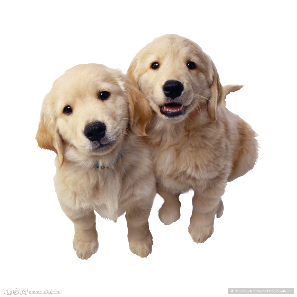 狗