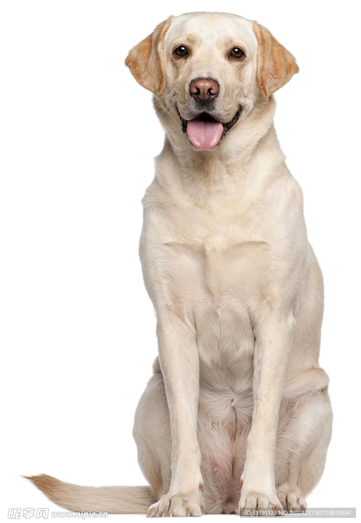 狗