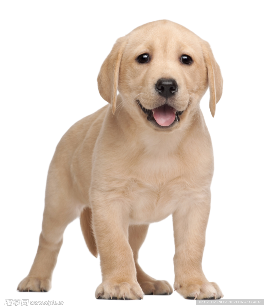 狗