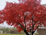 红树
