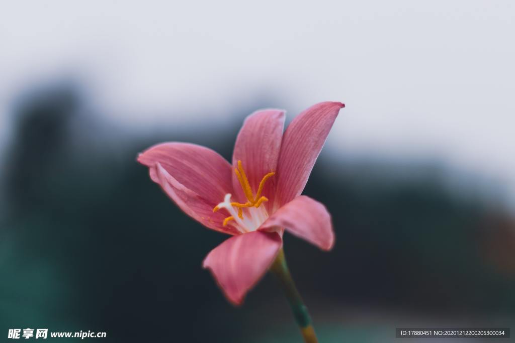 花卉