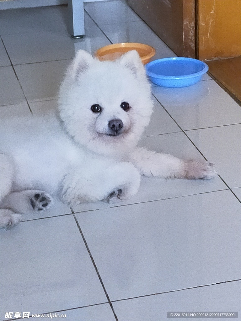 宠物狗狗
