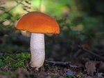 野生蘑菇