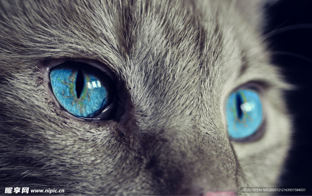 猫