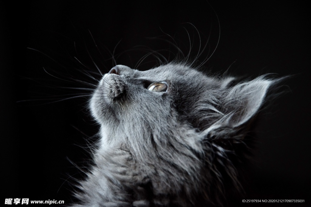 猫
