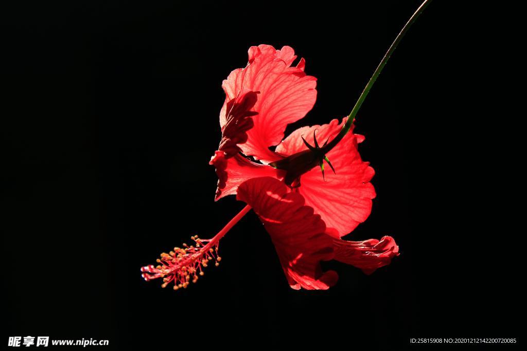 拒霜花