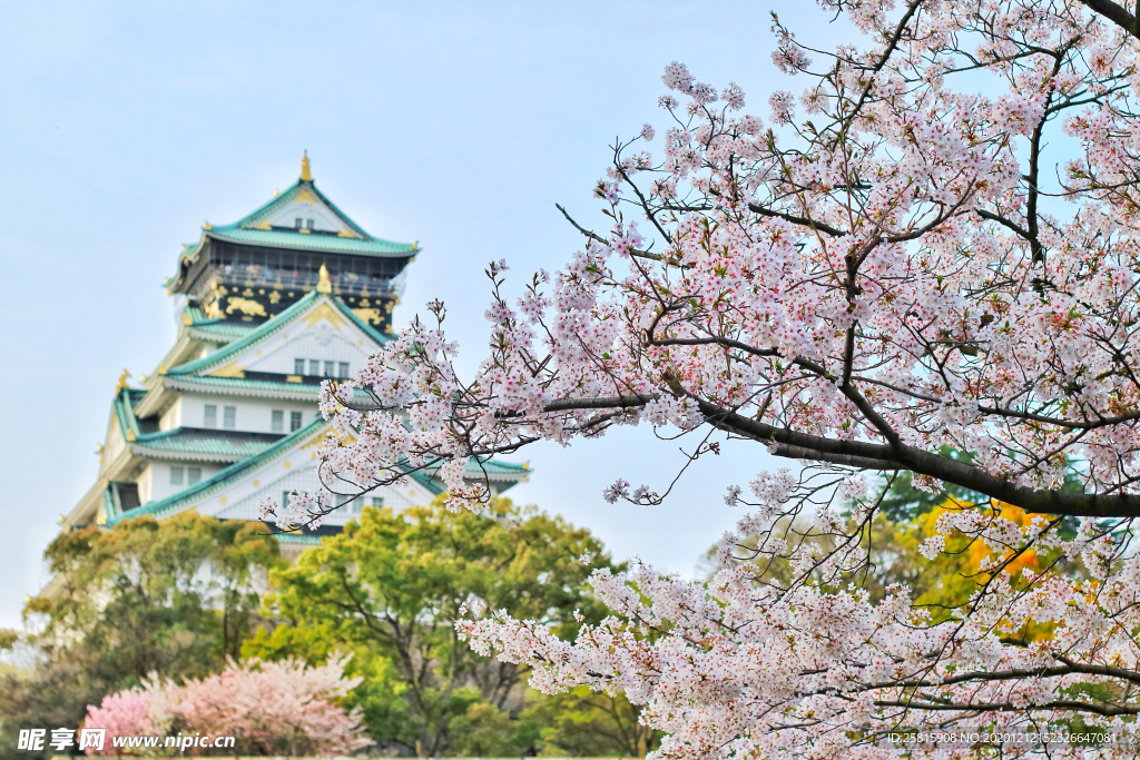 樱花