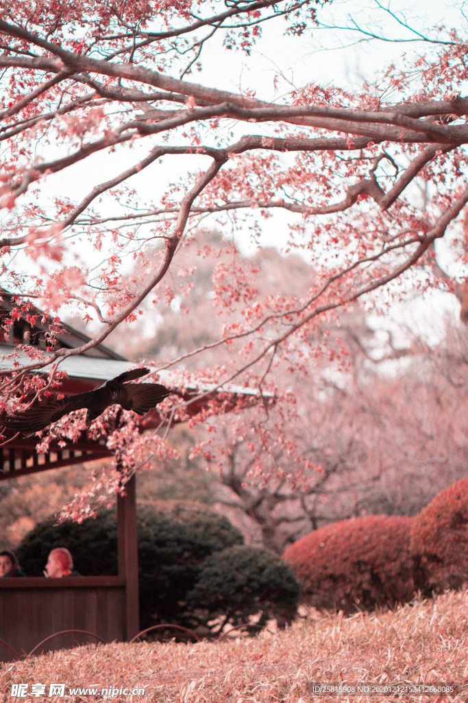 樱花