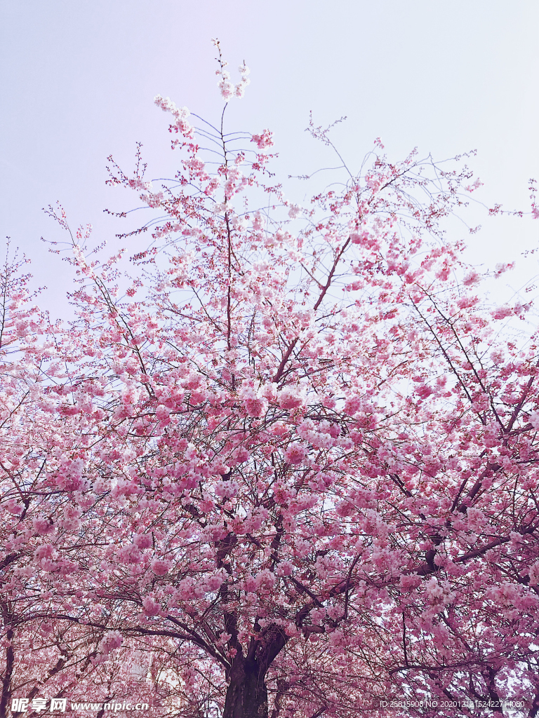 樱花