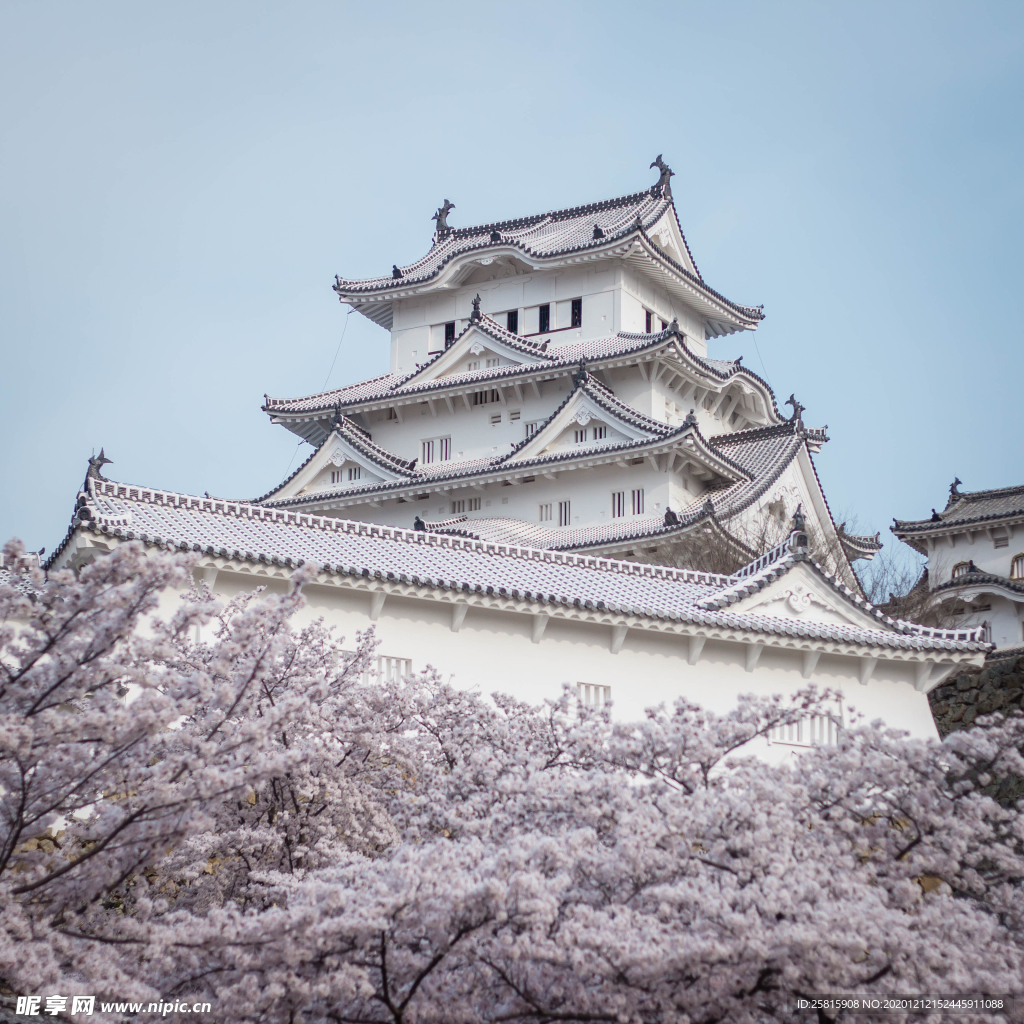 樱花