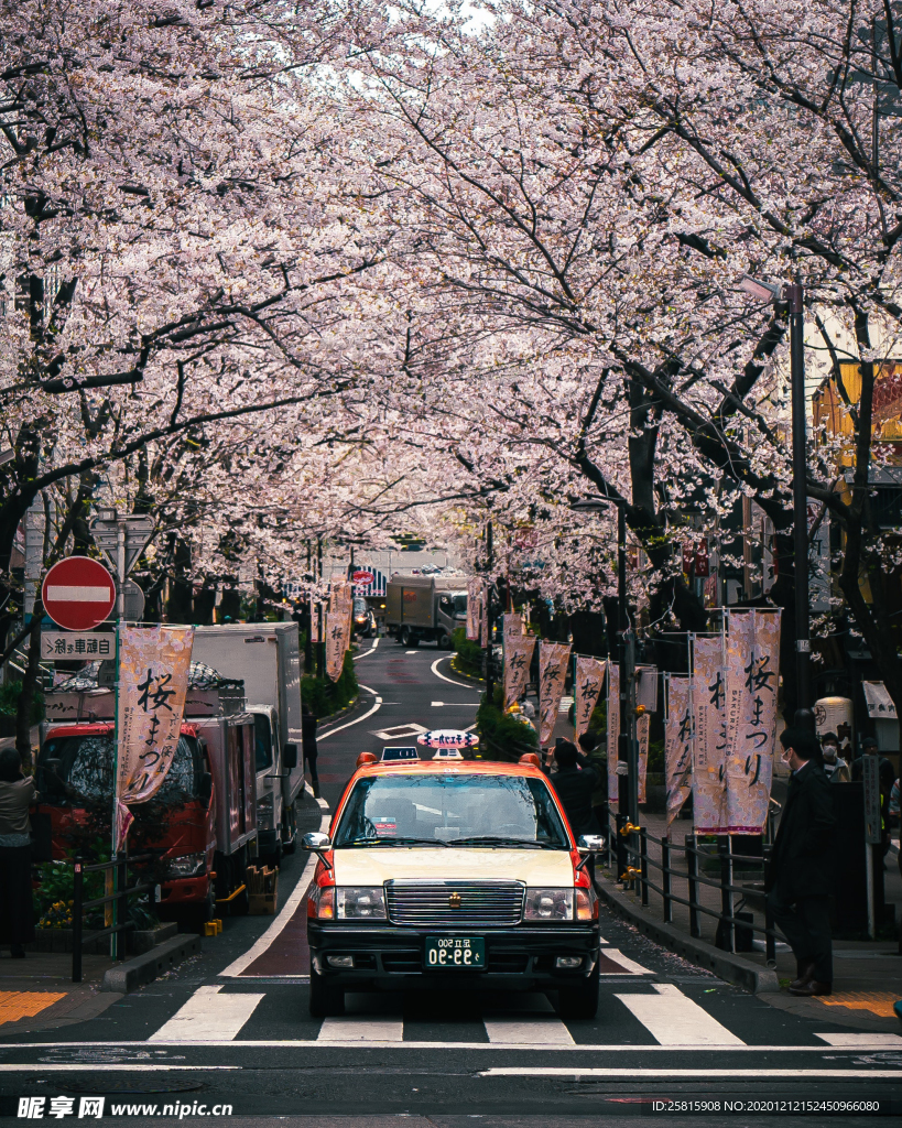 樱花